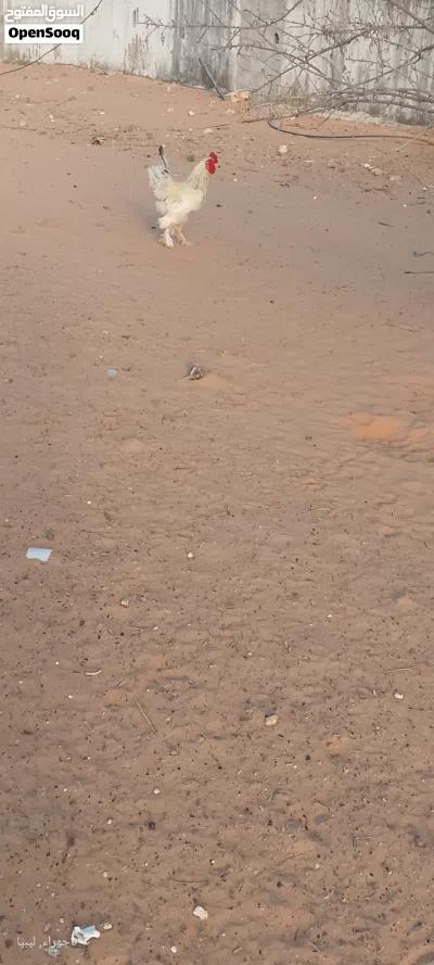 فروج براهما هجين عمرة سنه 2