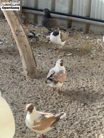 بشري الوفره وصباح الاحمد وأم الهيمان 4
