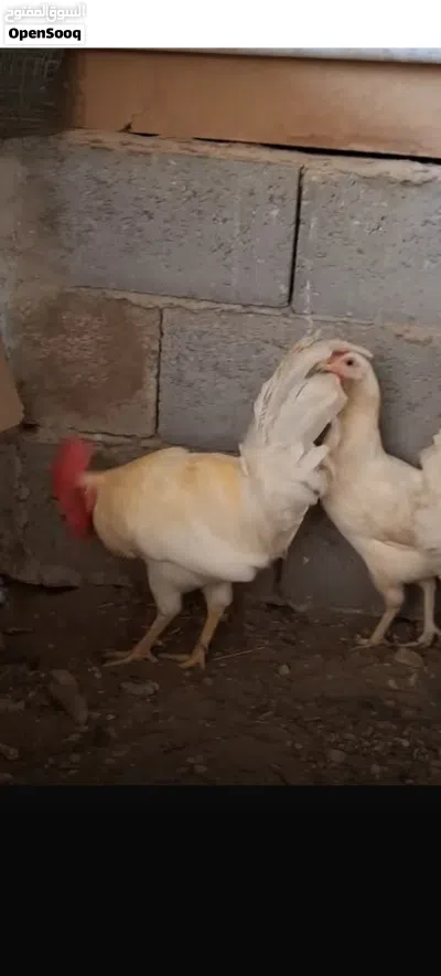 ديج كويتي افرك نقي مع دجاجة عرب 2
