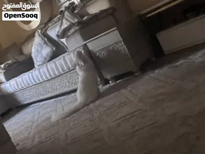 قط جميل ونظيف وأليف جدا ممتاز نادر 3