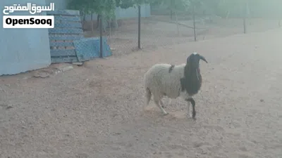 فطيمه وطنيه الله يبارك عمرها ف6شهور ونص سليمه من الامراض سلاله ربي يبارك.... 4