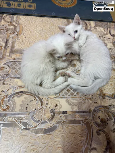 قطط زينه للتبني 3