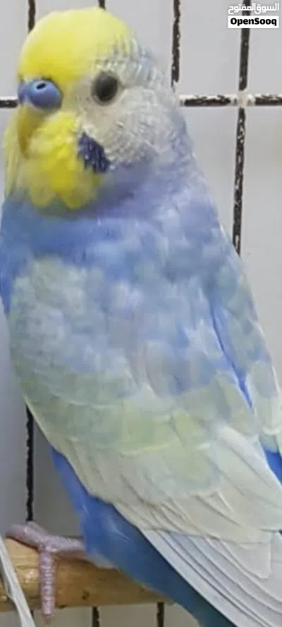 للبيع بادجي رينبو و تركيبات شغال و شبابات 2