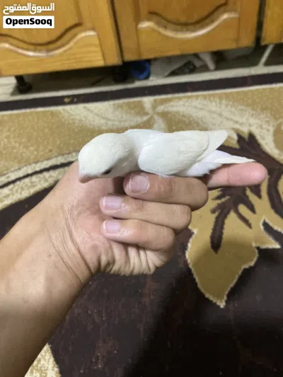 أفراخ روز البيتو عين حمره ما شاء الله.الكريم الله يطرح البركه لصاحب النصيب ثلاث فراخ زق يدوي الحبه20 3