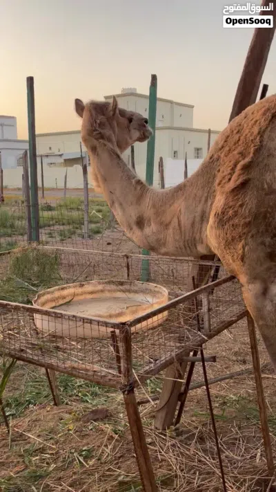 ناقه للبيع 2