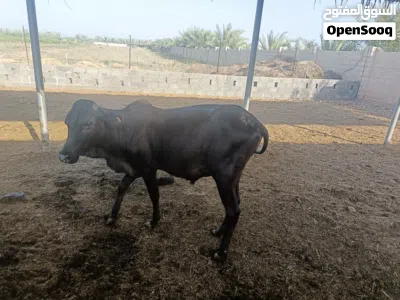 ثيران مطعومه 2