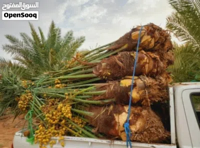 توريد نخيل وتركيب جميع انواع الشبوك 3