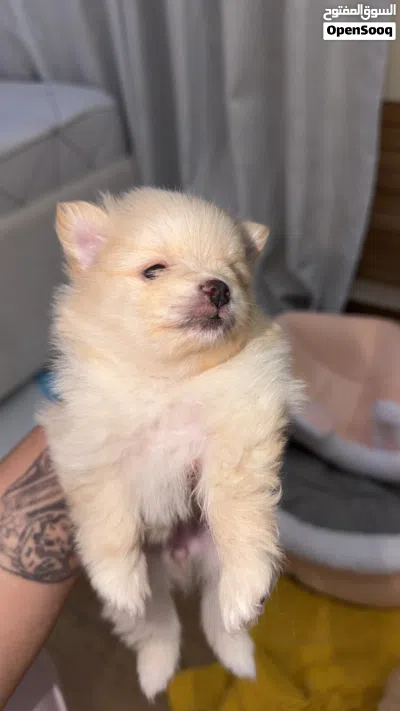 Pure Pomeranian 4