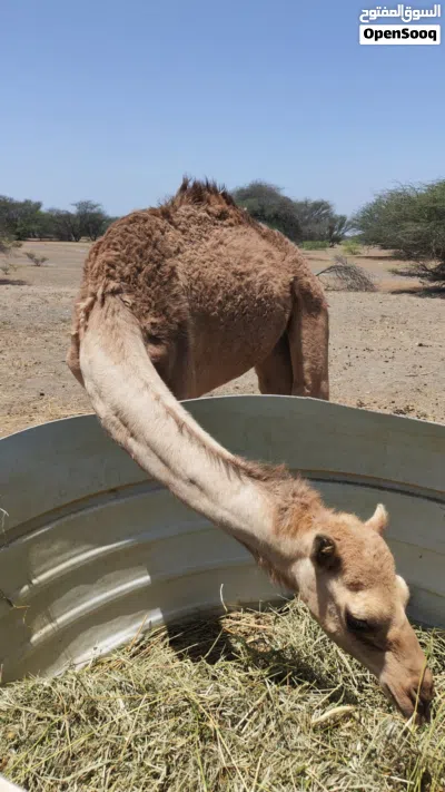 للبيع قعود سليم من كل عذاريب 2
