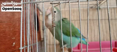 طير انثى روز للبيع 2
