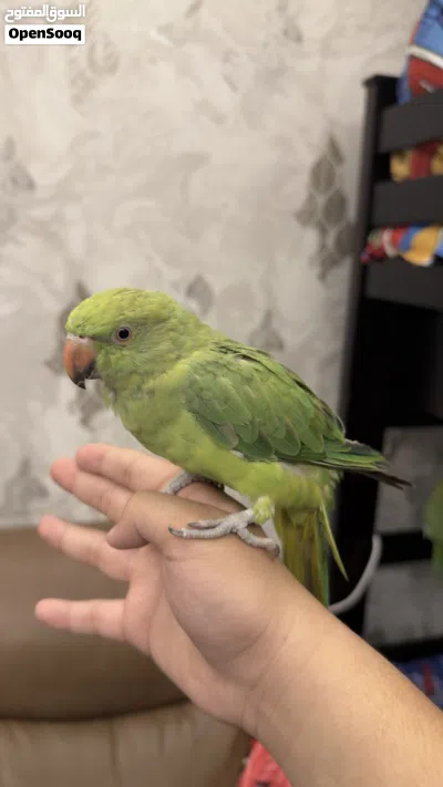6 months parrot hand tame free flying tame 3