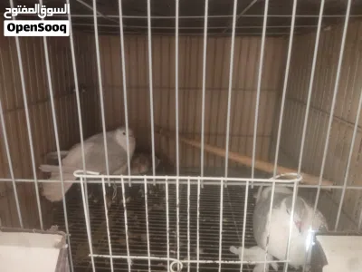 جوز لاهور مع فراخهم 2