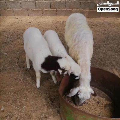 نعجة تومي خروف وفطيمة 4