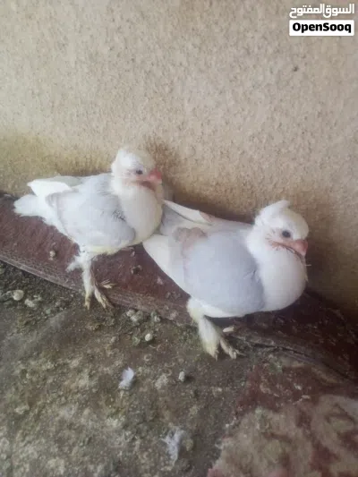 زوج مع افراخهن حاليا مبيضات ب50 4