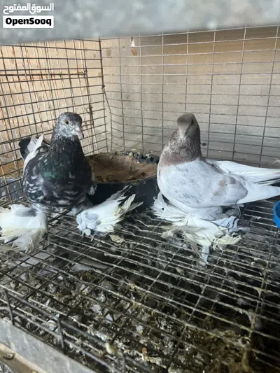 حمام للبيع بسعر نار . 3