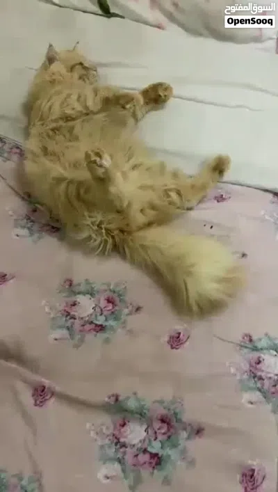 قط شيرازي ذكر ونثوه 3