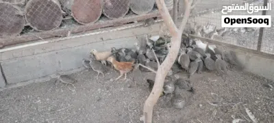 الحجل الباكستاني 2