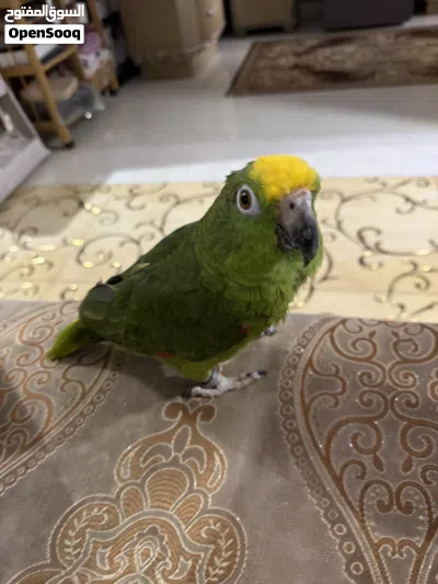 امازون يلوكراون 3