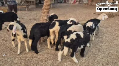 حملات هجين نجدي 6وكبش 3