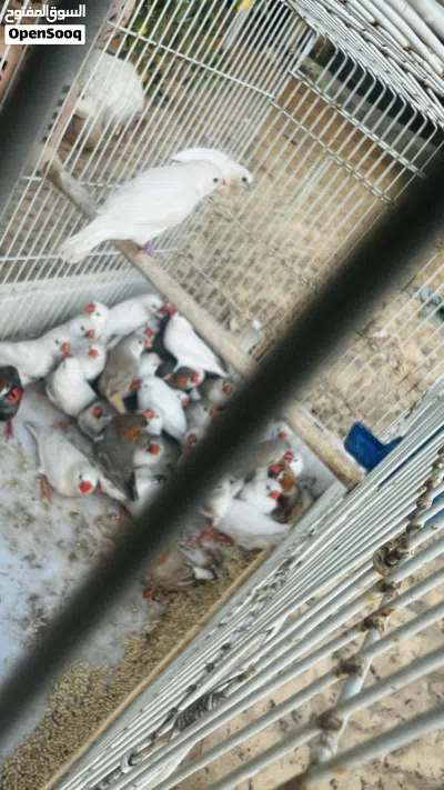 زيبرا ريش ونظافة طير 2