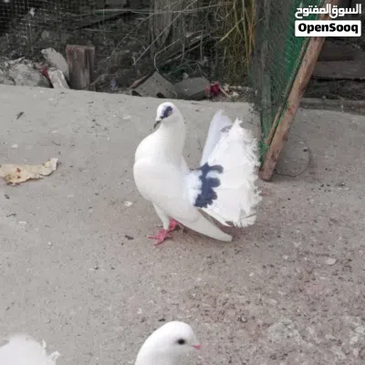 حمام عرايس هنداوي 3