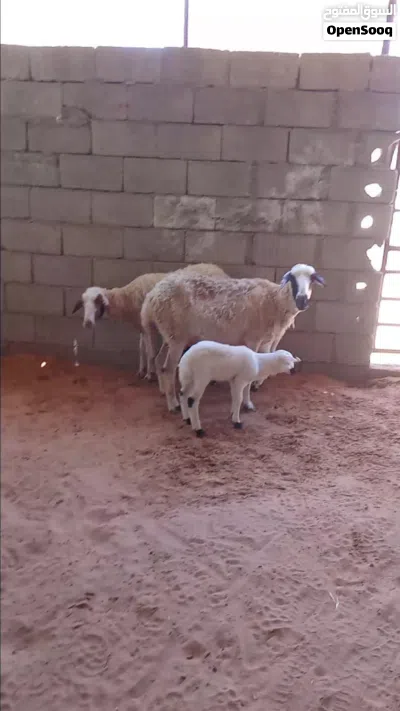 السلام عليكم زوز نعاج ولادات خروف خروف وسنهم كبيره 4