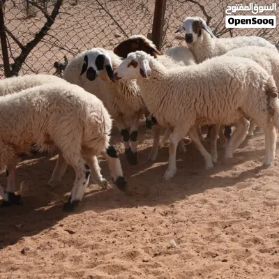 حوالا وحوليات نبت 4