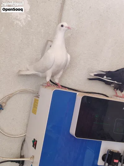 سلام عليكم وجبه تور عندي شرط 3