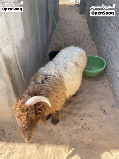 خروف للبيع 2