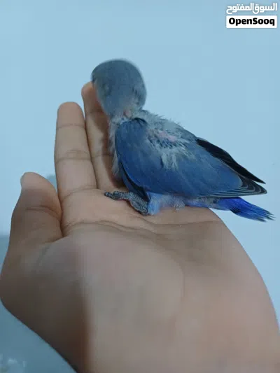 السلام عليكم اقرأ الوصف 2