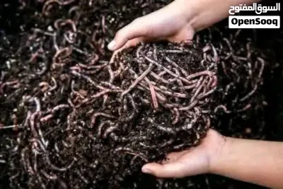 سماد دودة الأرض (الـ Vermicompost) هو سماد عضوي غني بالمواد المغذية عرض كل 100دودده في 10د 3