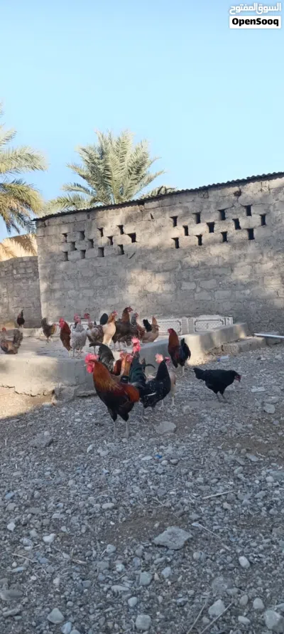 Local Omani chickens 2