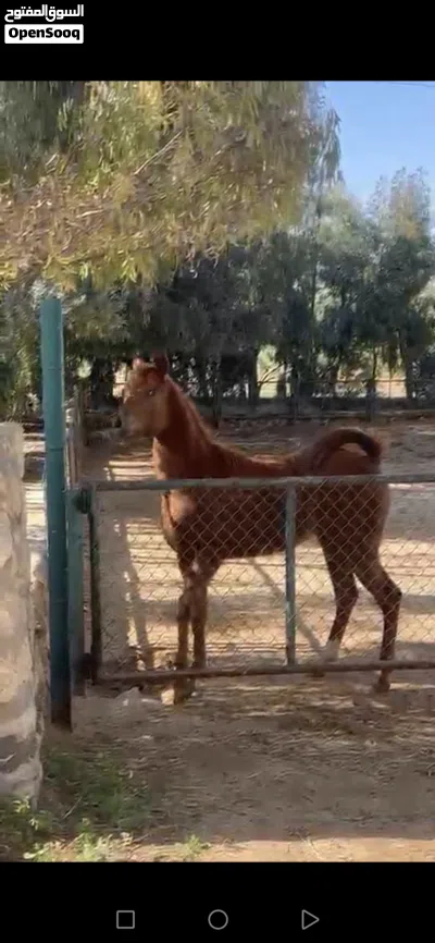 مهرة عربية فل مستقبل قوي مسجلة 2