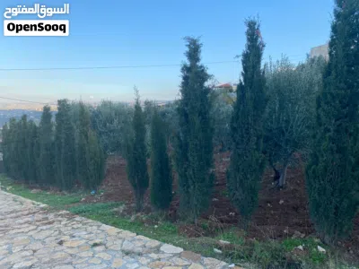 مزرعة للبيع السلط الصبيحي 4.5 دونم من المالك مباشرة 4