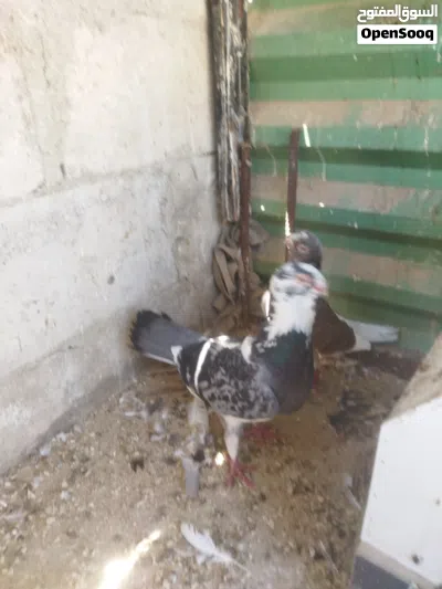 3جواز شغالات وفحل 2