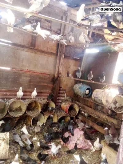 حمام منواع 3