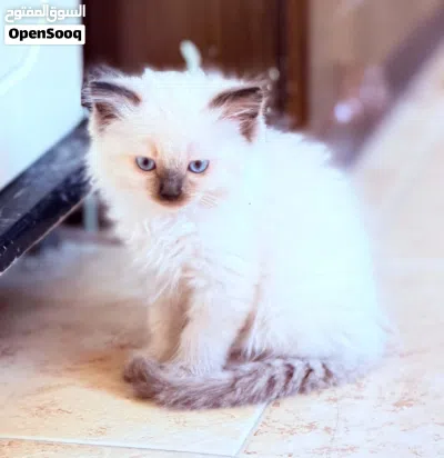 همتوفر قطط هملايا شهرين 3