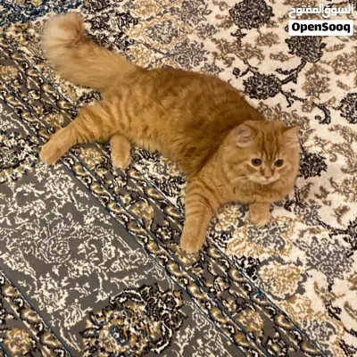 قطوه ذكر للتبني العمر سنه 2