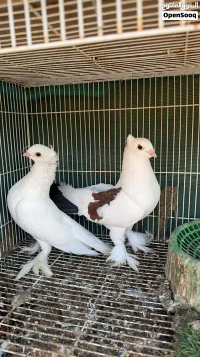 حمام زينه شوف الوصف 4