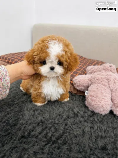 purebred Poodle puppies 3