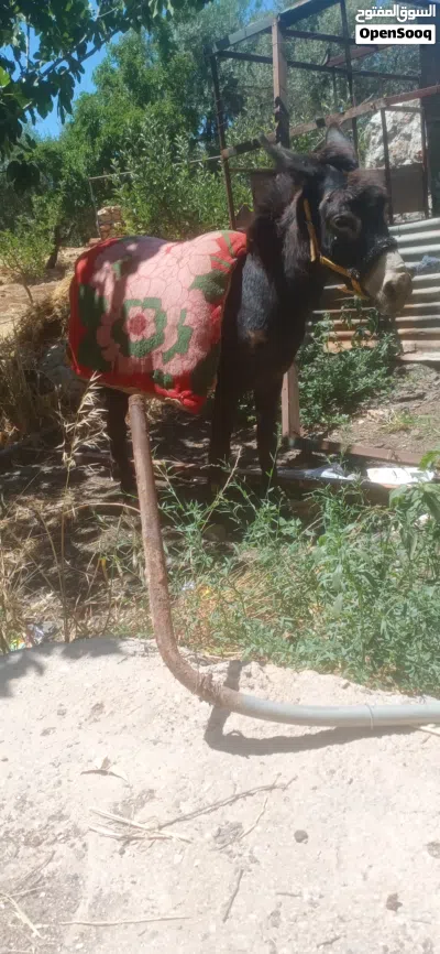 حمار فحل للبيع نخب اول العمر 4سنين 3