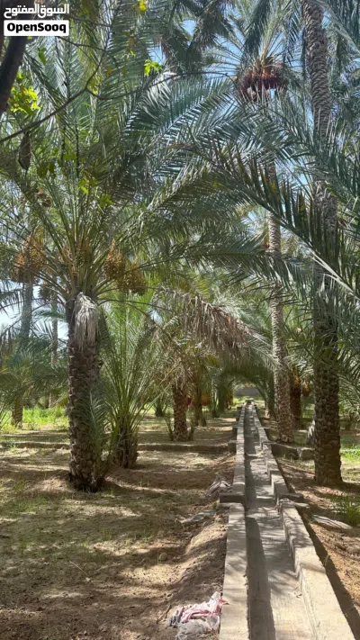 للبيع نخل في جعلان بوحسن مريبي 3