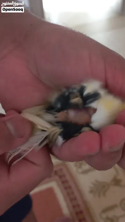نتاية كناري واتيه 2
