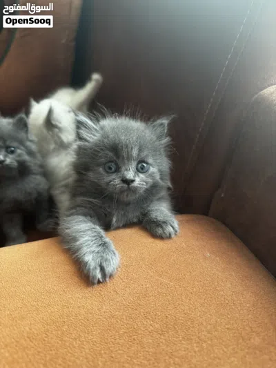 Beautiful Kittens 4