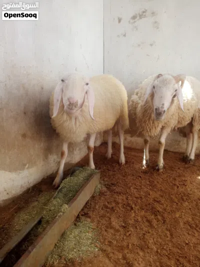 undefined 3