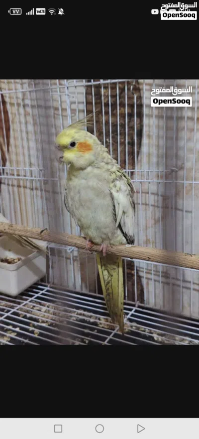 ببغاء كوكتيل النثيه نص الافه والفحل وحشي النثيه ايزابيل والفحل لاتيني بدون قفص 3