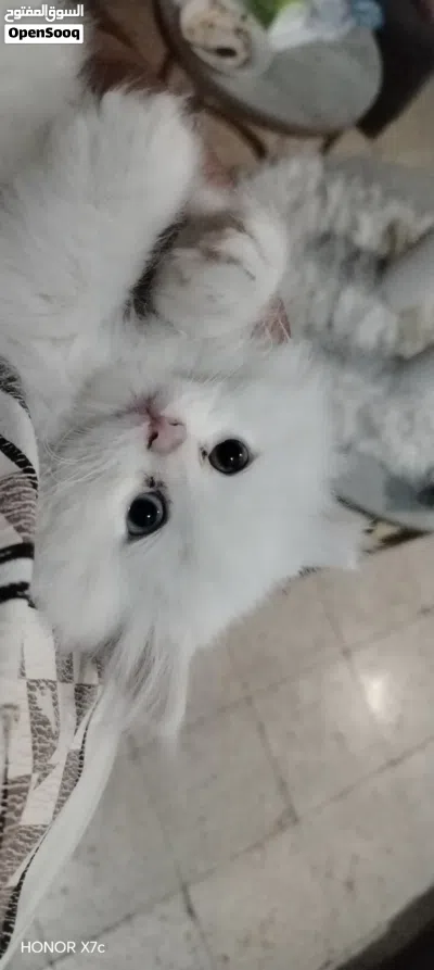 ذكر شيرازي للبيع 4