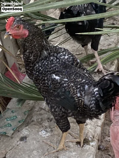 ديك مضرب عربي على بلايموث 2