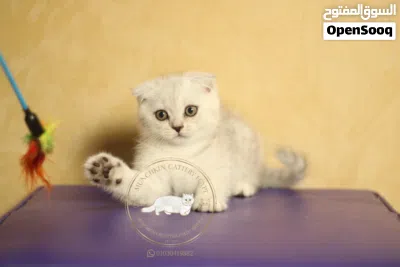 British shorthair/scottish fold بريتيش شورت هير/ سكوتش فولد 4