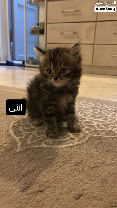 قطط تركية كتنز للبيع 4